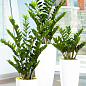 Замиокулькас (долларовое дерево)  h35-45см