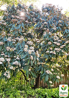 Калина вечнозеленая морщинистая (Viburnum rhytidophyllum)15