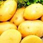 Картофель "Ривьера" семенной ранний (1 репродукция) 1кг купить