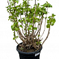 LMTD Гортензія macrophylla "Sibilla" 5-річна (висота 75-95см)  купить
