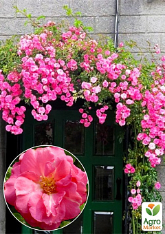Роза в контейнере английская плетистая "Chaplin`s Pink" (саженец класса АА+)8