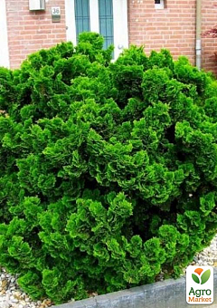Кипарисовик 4-х річний Обтуза "Nana Gracilis" вазон С2 діаметр15-20 см22