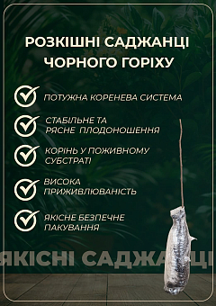 Черный орех "Маньчжурский" (средний срок созревания)7