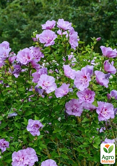 LMTD Гібіскус махровий квітучий 3-х річний "Ardens" (50-70см)15