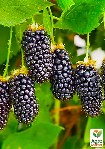 Ежевика гигант "Прайм Арк Фридом" (ремонтантный, бесшипный гибрид супер раннего созревания) - фото 4