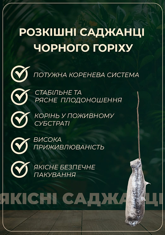 Чорний горіх "Маньчжурський" (середній термін дозрівання) - фото 2