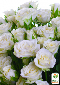 Роза мелкоцветковая (спрей) "Белая Лидия" (саженец класса АА+) высший сорт7