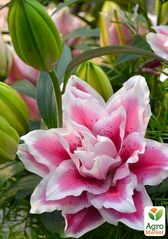 Лилия Розовидная "Roselily Samantha" 