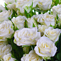 Роза мелкоцветковая (спрей) "Белая Лидия" (саженец класса АА+) высший сорт