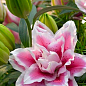 Лилия Розовидная "Roselily Samantha" 