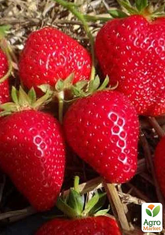 Клубника "Ирма" (Irma) (ремонтантный, засухоустойчивый сорт) 