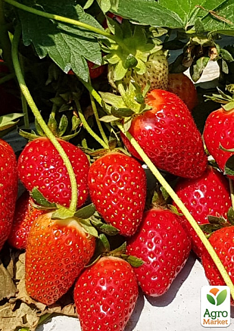 Клубника "Квики" (Quicky) (крупноплодный сорт, ранний срок созревания, ягоды очень транспортабельны)