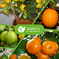 Минеральное удобрение BIOHYPER EXTRA "Для цитрусовых" (Биохайпер Экстра) ТМ "AGRO-X" 100г цена