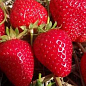 Клубника "Ирма" (Irma) (ремонтантный, засухоустойчивый сорт) 