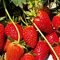 Клубника "Квики" (Quicky) (крупноплодный сорт, ранний срок созревания, ягоды очень транспортабельны)