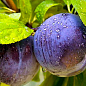 Слива "Блю Фри" (осенний сорт, поздний срок созревания)