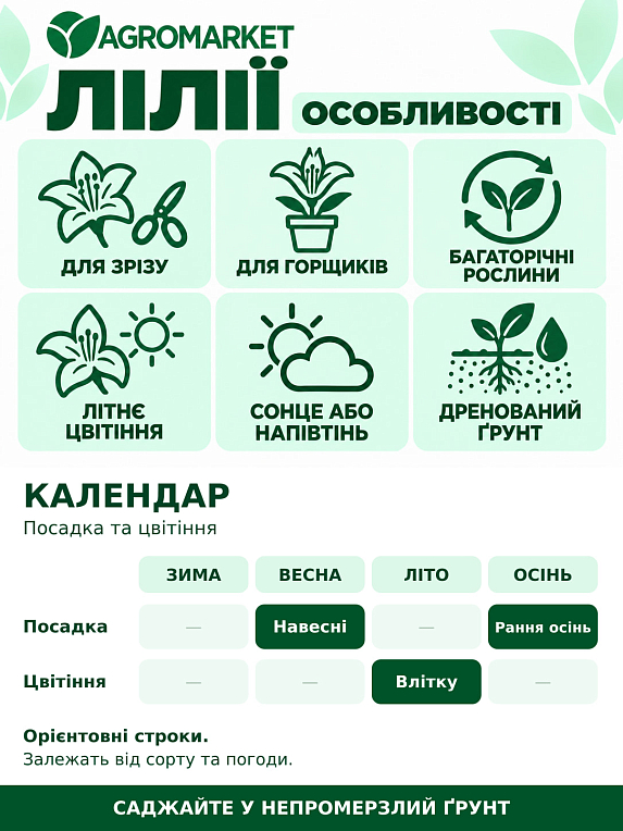 Лилия Махровая "Lotus Spring" 