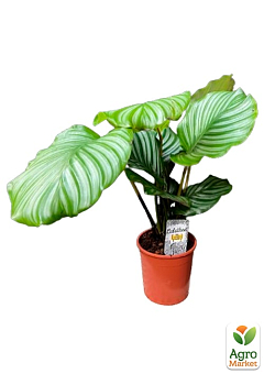 Калатея крупнолистова "Orbifolia" (40-50см)8