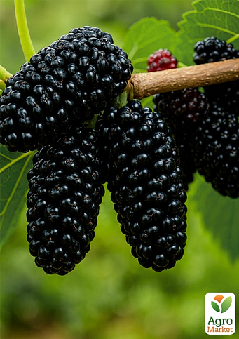 Шовковиця "Галіція" (літній сорт, середній термін дозрівання)