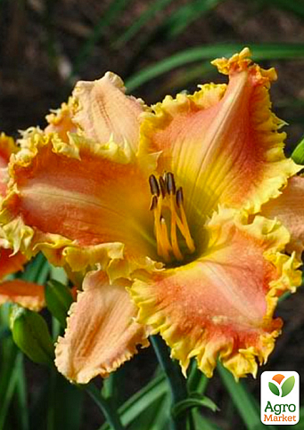 Лилейник "Paula Netless"  - фото 4