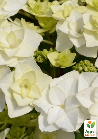 Гортензія квітуча крупнолиста "Доппіо Б'янко" (Hydrangea macrophylla Doppio Bianco) вазон С1,5 - фото 5