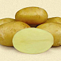 Картофель "Эстрелла" семенной ранний (на жарку, 1 репродукция) 1кг купить