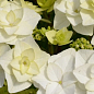 Гортензія квітуча крупнолиста "Доппіо Б'янко" (Hydrangea macrophylla Doppio Bianco) вазон С1,5