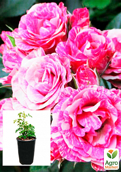 Роза в контейнере мелкоцветковая "Flash Pink" (саженец класса АА+) 2