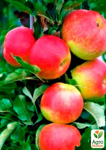 Яблоня колоновидная "Валюта" (зимний сорт, поздний срок созревания) - фото 2