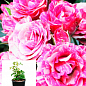 Троянда в контейнері дрібноквіткова "Flash Pink" (саджанець класу АА+)