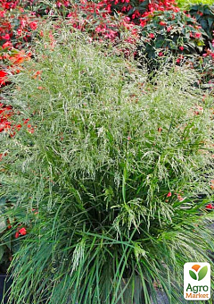 Дешампсія "Tardiflora" вазон С2, висота 20-40см6