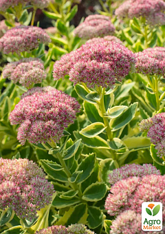Очиток "Autumn Charm" (Sedum lajos) (Кореневище) 1 саджанець в упаковці 
