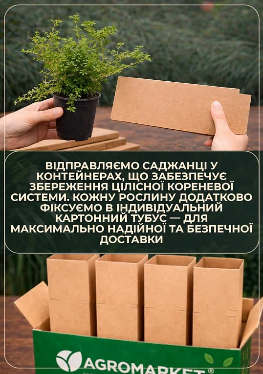Спірея японська 2-х річна "Anthony Waterer" вазон С2, висота 20-40см