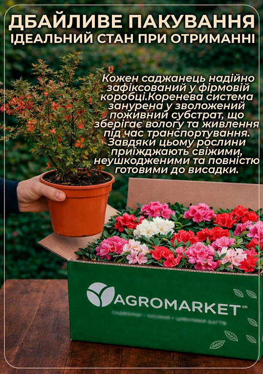 Азалия 2-х летняя японская "Rubinetta" С2 высота 20-50см - фото 5