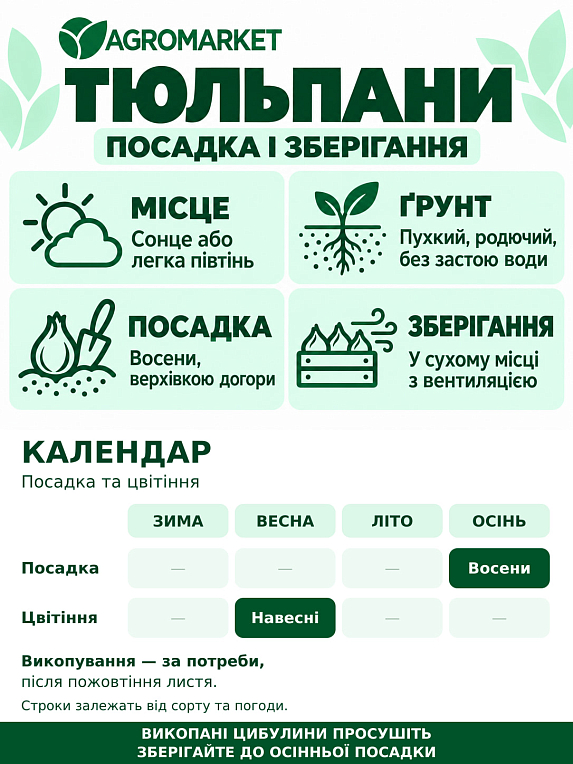Тюльпан "Black Hero" (розмір 10/11, великий)