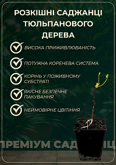 Ексклюзив! Тюльпанове дерево яскраво-жовте "Магічний бал" (Magic ball) (преміальний сорт)21