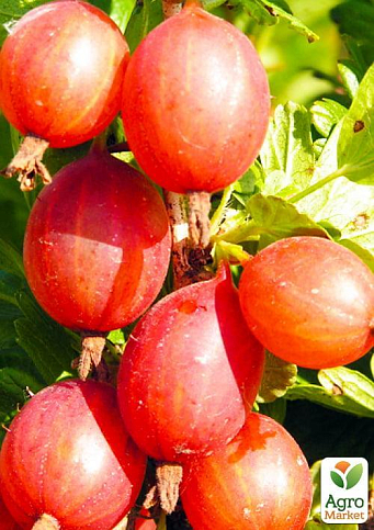 Крыжовник "Машека" (средний срок созревания, высокая устойчивость к вредителям и болезням)