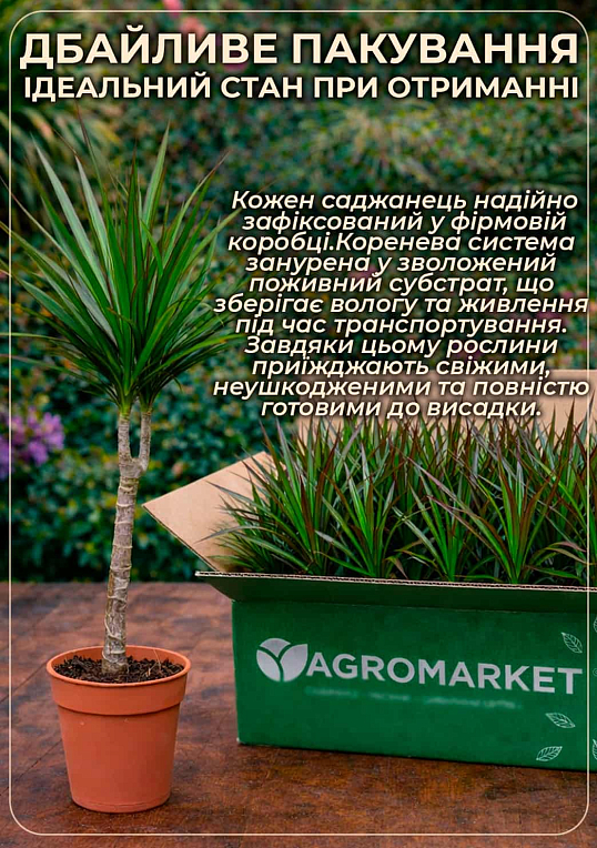 LMTD Драцена на штамбе "Deremensis" (высота 50-70см) - фото 4