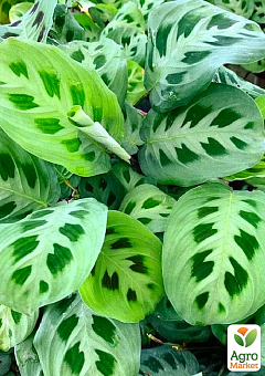 Маранта "Leuconeura"4