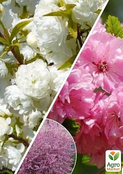 Декоративный миндаль, комплект из 2-х сортов "Изысканное цветение" (Exquisite flowering) 2шт саженцев11