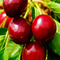 Черешня "Гигантелла" (летний сорт, средний срок созревания)