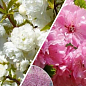 Декоративний мигдаль, комплект з 2-х сортів "Вишукане цвітіння" (Exquisite flowering) 2шт саджанців