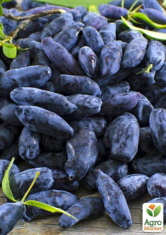 Эксклюзив! Жимолость сочного синего цвета "Топ" (Top) (премиальный, высокоурожайный, зимостойкий сорт) - фото 5