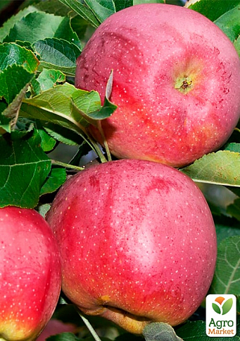 Яблуня "Росавка" (зимовий сорт, пізній термін дозрівання) - фото 2
