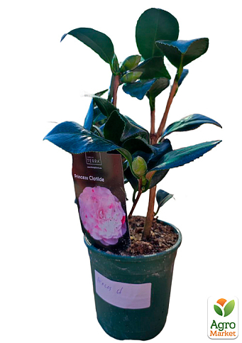 LMTD Камелия цветущая японская 2-х летняя "Princess Clotilde" (высота 30-40см) - фото 7