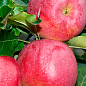Яблуня "Росавка" (зимовий сорт, пізній термін дозрівання) купить