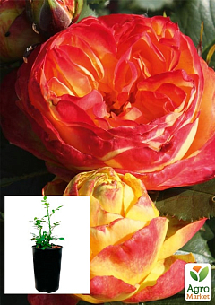 Троянда в контейнері англійська "Вулканіка" (саджанець класу АА+)1