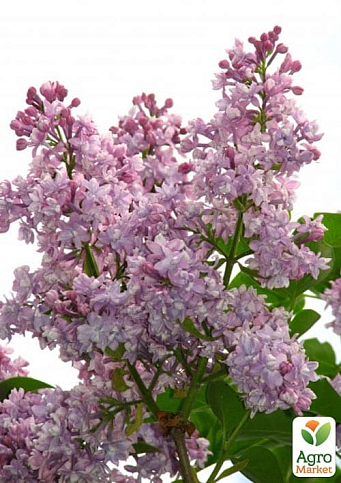 Бузок махровий "Пам'ять про Вавилова" (один з ранніх і запашних сортів)