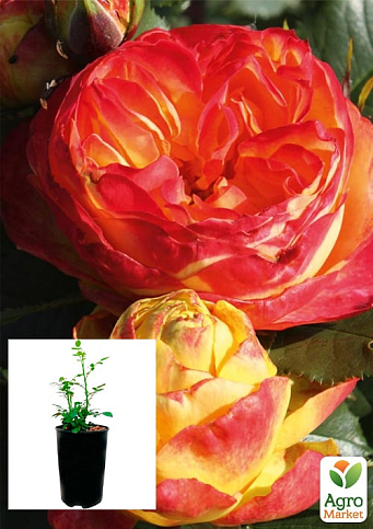 Троянда в контейнері англійська "Вулканіка" (саджанець класу АА+)