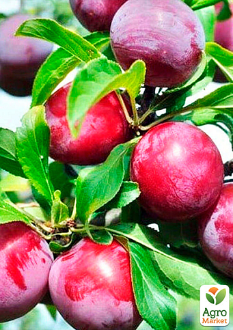 Слива "Оцарк Премьер" (летний сорт, среднеранний срок созревания) - фото 4